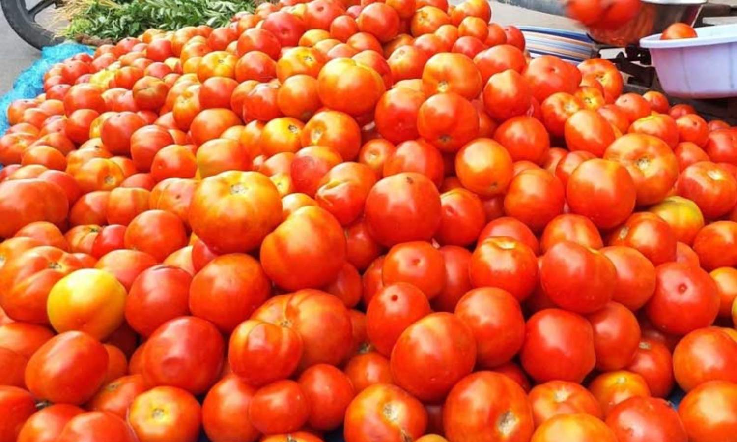 tomatto rate in high | திருப்பூரில் தக்காளி விலை நாளுக்கு நாள் அதிகரித்த  வண்ணம் உள்ளது. நேற்று ஒரு கிலோ தக்காளி ரூ.90-க்கு விற்பனை