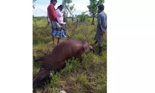 மின்கம்பி அறுந்து விழுந்து பசுமாடு சாவு