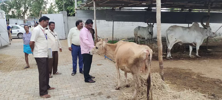 சென்னிமலை முருகன் கோவில் கோசாலையில் இந்து சமய அறநிலையத்துறை   இணை ஆணையர் ஆய்வு