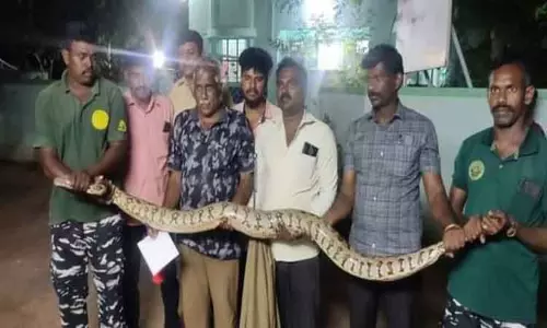 மலைப்பாம்பு பிடிபட்டது