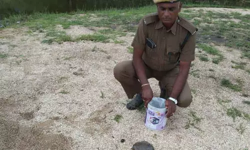 மழை நீரில் ஒதுங்கிய ஆமைகள்