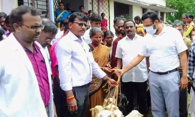 100 பயனாளிகளுக்கு வெள்ளாடுகள்