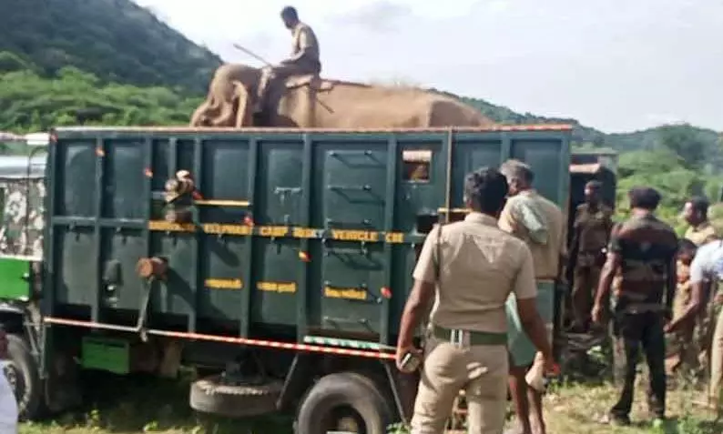 கும்கி யானைகள் டாப்சிலிப்புக்கு திருப்பி அனுப்பப்பட்டது கும்கி யானைகள் டாப்சிலிப்புக்கு திருப்பி அனுப்பப்பட்டது