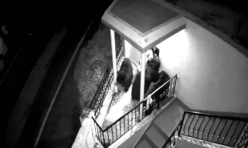 கோத்தகிரி அருகே விடுதிக்குள் புகுந்த 3 கரடிகளால் பரபரப்பு