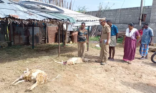 அந்தியூர் அருகே மர்ம விலங்கு கடித்து 2 ஆடுகள் சாவு
