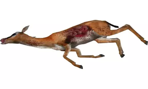 மானை கடித்துக் கொன்ற நாய்கள்