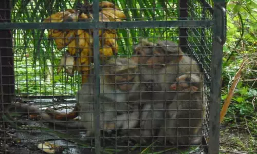 திருக்குறுங்குடி அருகே அட்டகாசம் செய்த குரங்குகள் பிடிபட்டன திருக்குறுங்குடி அருகே அட்டகாசம் செய்த குரங்குகள் பிடிபட்டன