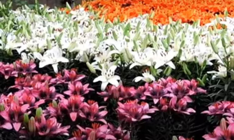 கொடைக்கானல் : சுற்றுலா பயணிகளை கவரும் லில்லியம் மலர்கள்..! கொடைக்கானல் : சுற்றுலா பயணிகளை கவரும் லில்லியம் மலர்கள்..!