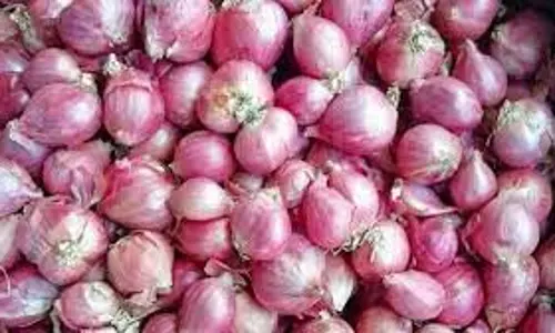 தக்காளி விலை தொடர்ந்து ஏறுமுகம்;  கிலோ ரூ.100-க்கு விற்பனை