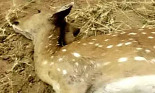 நாய்கள் கடித்து மான் சாவு நாய்கள் கடித்து மான் சாவு