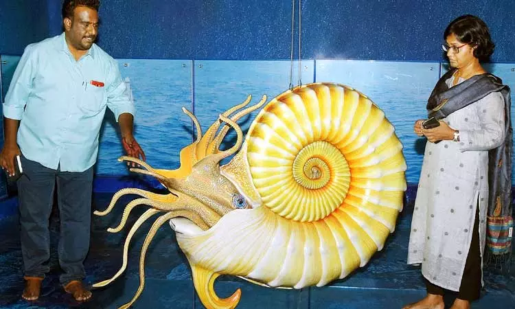 அழிந்துபோன கடல்வாழ் உயிரினமான அமோனைட்ஸ்களுக்கான பிரத்யேக மையம் அழிந்துபோன கடல்வாழ் உயிரினமான அமோனைட்ஸ்களுக்கான பிரத்யேக மையம்