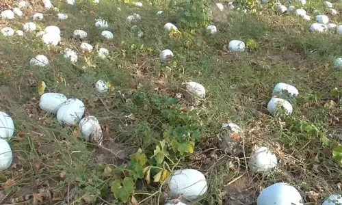 200 ஏக்கரில் தடியங்காய் சாகுபடி; போதிய விலை இல்லாததால் நிவாரணம் வழங்க கோரிக்கை