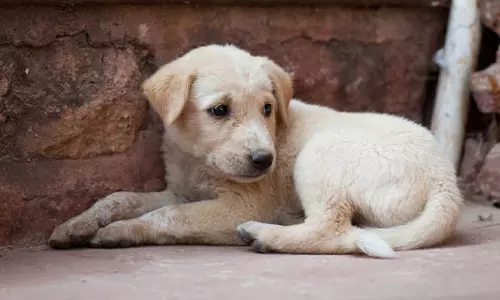 செல்லப்பிராணி நாய்க்குட்டியை 3-வது மாடியில் இருந்து கீழே தூக்கி வீசிக்கொன்ற கொடூர பெண்...! செல்லப்பிராணி நாய்க்குட்டியை 3-வது மாடியில் இருந்து கீழே தூக்கி வீசிக்கொன்ற கொடூர பெண்...!