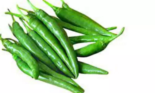 மிளகாய் விலை வீழ்ச்சி