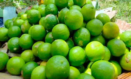 எலுமிச்சை விளைச்சல் அமோகம்