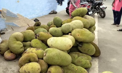 பலா பழம் சீசன் தொடங்கியது