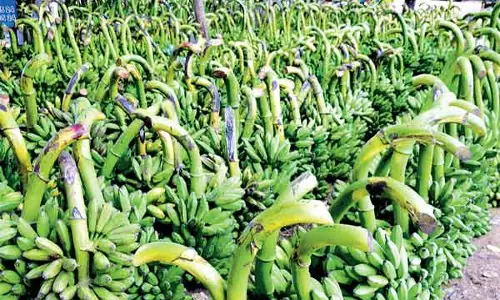 ரூ.2¾ லட்சத்துக்கு வாழைத்தார் ஏலம் ரூ.2¾ லட்சத்துக்கு வாழைத்தார் ஏலம்