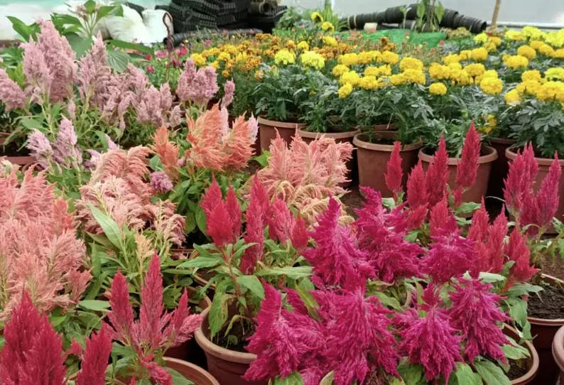 சுற்றுலா பயணிகளை வரவேற்க தயாராகும் பூங்காகள் சுற்றுலா பயணிகளை வரவேற்க தயாராகும் பூங்காகள்