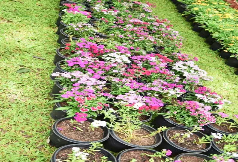 சுற்றுலா பயணிகளை வரவேற்க தயாராகும் பூங்காகள் சுற்றுலா பயணிகளை வரவேற்க தயாராகும் பூங்காகள்