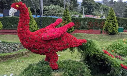 கொடைக்கானல் கோடை விழா- மலர் கண்காட்சி நாளை தொடக்கம்...!