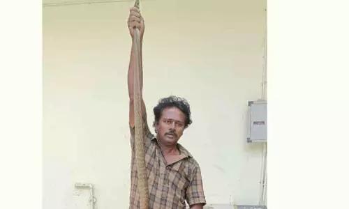 வீட்டுக்குள் புகுந்த 8 அடி நீளமுள்ள சாரைப்பாம்பு பிடிபட்டது