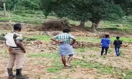 கடம்பூர் அருகே கிராமத்துக்குள் புகுந்த ஒற்றை யானை கடம்பூர் அருகே கிராமத்துக்குள் புகுந்த ஒற்றை யானை
