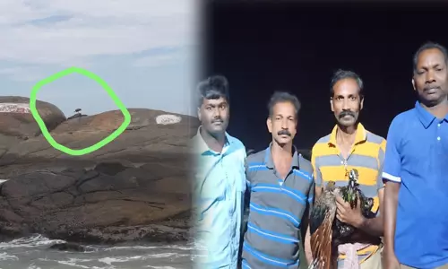 கன்னியாகுமரி: மரண பாறையில் 3 நாளாக சிக்கித் தவித்த மயில் மீட்பு..! கன்னியாகுமரி: மரண பாறையில் 3 நாளாக சிக்கித் தவித்த மயில் மீட்பு..!