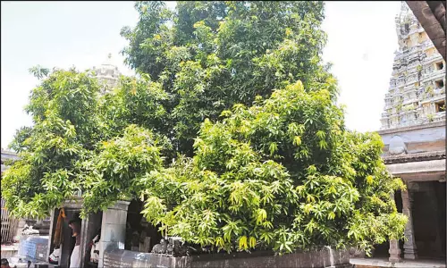 காஞ்சீபுரம் ஏகாம்பரநாதர் கோவில்: 3,500 ஆண்டுகளுக்கு முந்தைய மாமரம் காய்க்க தொடங்கியது