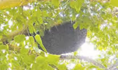 கதண்டுகள் அழிப்பு