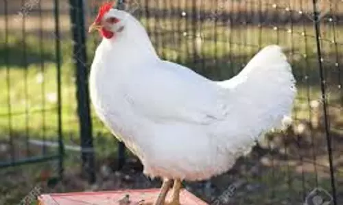 தீவனம் விரயமாவதை தடுக்க  உயர்ந்த கோழிப்பண்ணைகளில் பக்கவாட்டில் படுதாவை கட்ட வேண்டும்