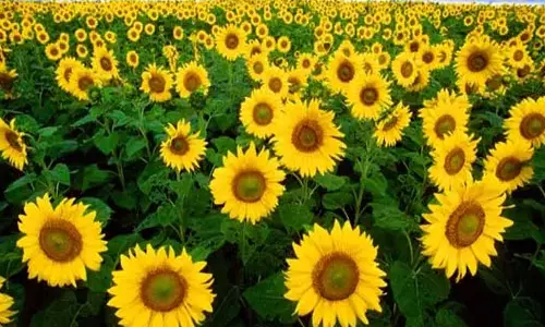 பூக்களை புரிந்துகொள்வோம்...