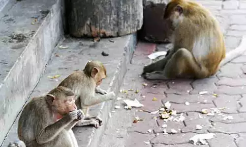 மானகிரி பகுதியில் குரங்குகள் அட்டகாசம் மானகிரி பகுதியில் குரங்குகள் அட்டகாசம்