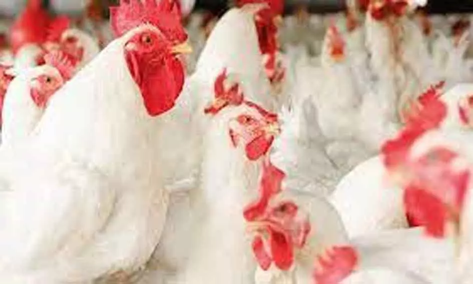 மின்சாரம் இல்லாததால் 500 கறிக்கோழிகள் இறப்பு மின்சாரம் இல்லாததால் 500 கறிக்கோழிகள் இறப்பு