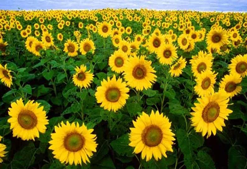 Let's understand flowers பூக்களை புரிந்துகொள்வோம்...