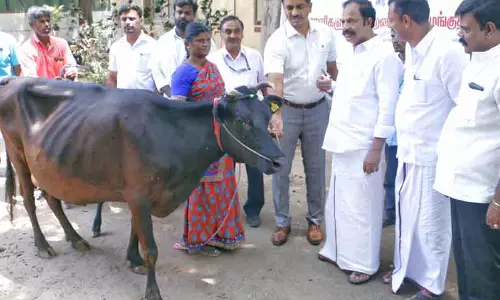 சாராயம் காய்ச்சிய நபர்கள் திருந்தி வாழ கறவை மாடுகள்