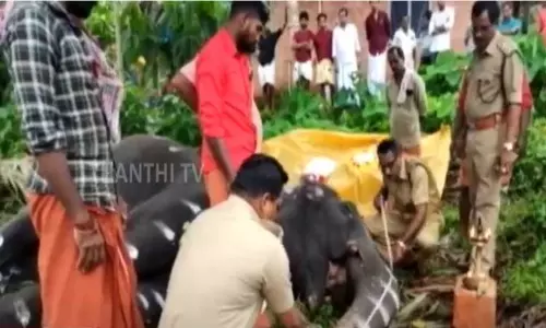 கேரளா: திடீரென இரவில் இறந்த வளர்ப்பு யானை...கதறி அழுத உரிமையாளர் கேரளா: திடீரென இரவில் இறந்த வளர்ப்பு யானை...கதறி அழுத உரிமையாளர்