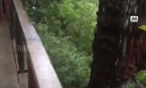 சிலி நாட்டில் உலகின் மிகப்பழமையான மரம் கண்டுபிடிப்பு..!