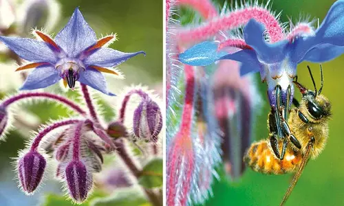 நட்சத்திர பூ