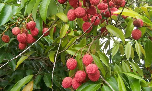 குளு குளு லிச்சி..!