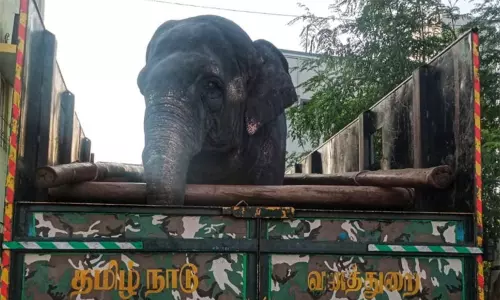 மதுரையில் அனுமதியின்றி வளர்க்கப்பட்ட பெண் யானை மீட்பு..! மதுரையில் அனுமதியின்றி வளர்க்கப்பட்ட பெண் யானை மீட்பு..!