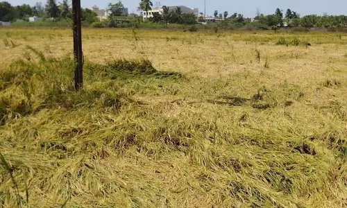 அறுவடைக்கு தயாராக இருந்த 100 ஏக்கர் நெற்பயிர்கள் சேதம்