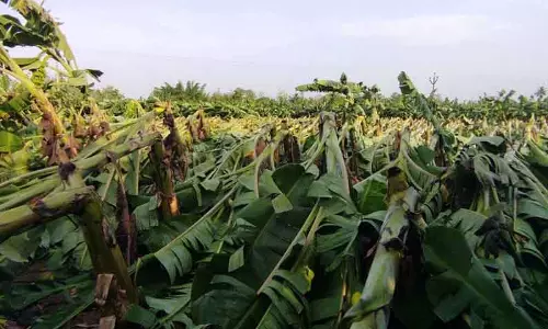 சூறாவளி காற்றுடன் கன மழை:  500 ஏக்கர் வாழை மரங்கள் முறிந்து சேதம்  மின் தடையால் 40 கிராமங்கள் இருளில் மூழ்கின