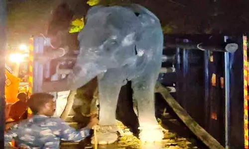 மதுரையில் வீட்டில் வளர்த்த யானை மீட்பு; லாரியில் ஏறாமல் 4 மணி நேரம் அடம்பிடித்தது மதுரையில் வீட்டில் வளர்த்த யானை மீட்பு; லாரியில் ஏறாமல் 4 மணி நேரம் அடம்பிடித்தது