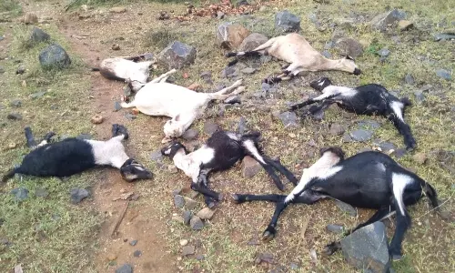 மின்னல் தாக்கி 7 ஆடுகள் பலி மின்னல் தாக்கி 7 ஆடுகள் பலி