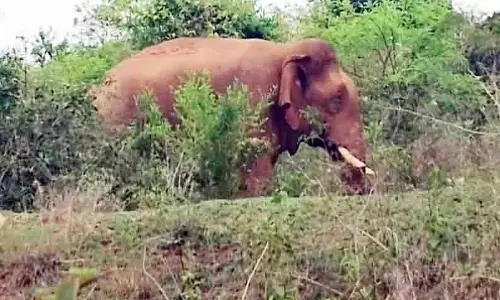 கடம்பூர் அருகே உள்ள கிராமத்துக்குள் புகுந்த யானை கடம்பூர் அருகே உள்ள கிராமத்துக்குள் புகுந்த யானை