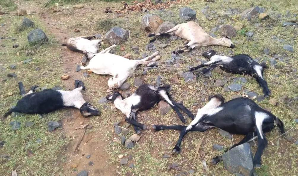 மின்னல் தாக்கி 7 ஆடுகள் பலி மின்னல் தாக்கி 7 ஆடுகள் பலி