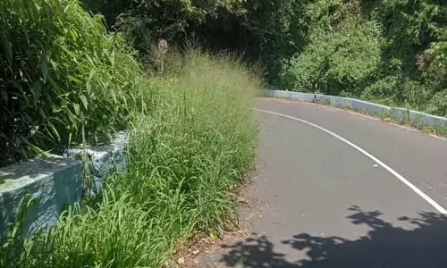 வால்பாறை-பொள்ளாச்சி மலைப்பாதையில் சாலையோர புதர்கள் அகற்றப்படுமா?