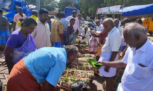 பொள்ளாச்சி மார்க்கெட்டில் வெற்றிலை ஏலம்