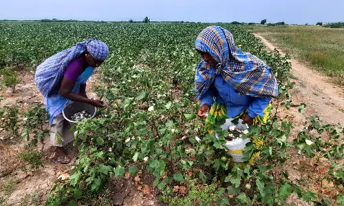 பருத்திக்கு அதிக விலை; விவசாயிகள் மகிழ்ச்சி