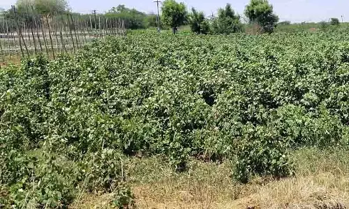 செழித்து வளர்ந்துள்ள பருத்தி செடிகள்